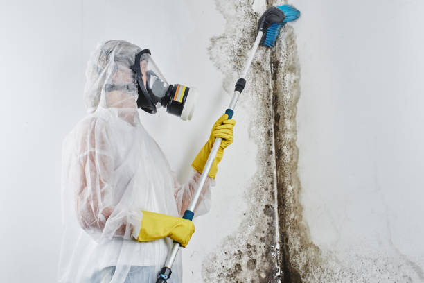 Best Attic Mold Removal  in Weyers Cave, VA