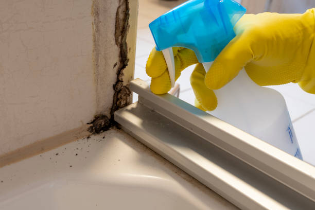 Best Same-Day Mold Removal  in Weyers Cave, VA