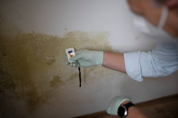 Attic Mold Removal in Weyers Cave, VA