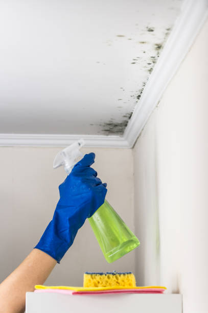 Best Commercial Mold Removal  in Weyers Cave, VA