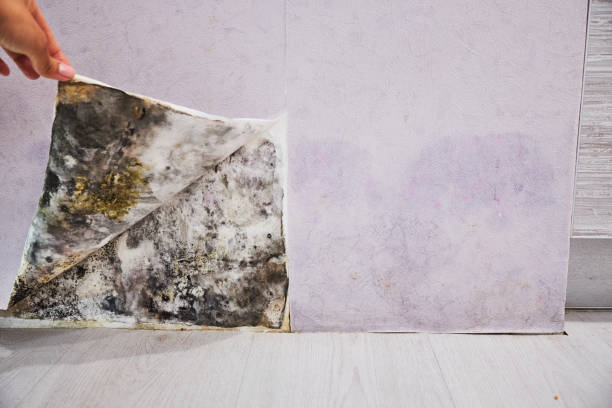 Best Mold Testing  in Weyers Cave, VA